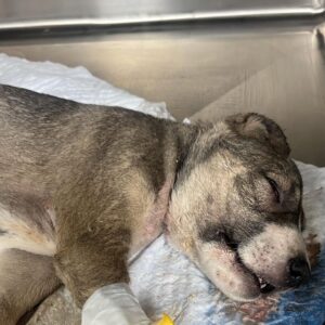 Be A Hero for the Stray Dogs In Need